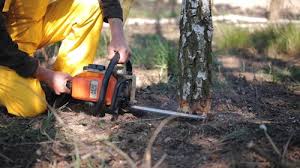 How Our Tree Care Process Works  in Harvey, IL